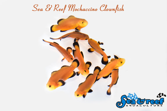 Mochaccino Clownfish