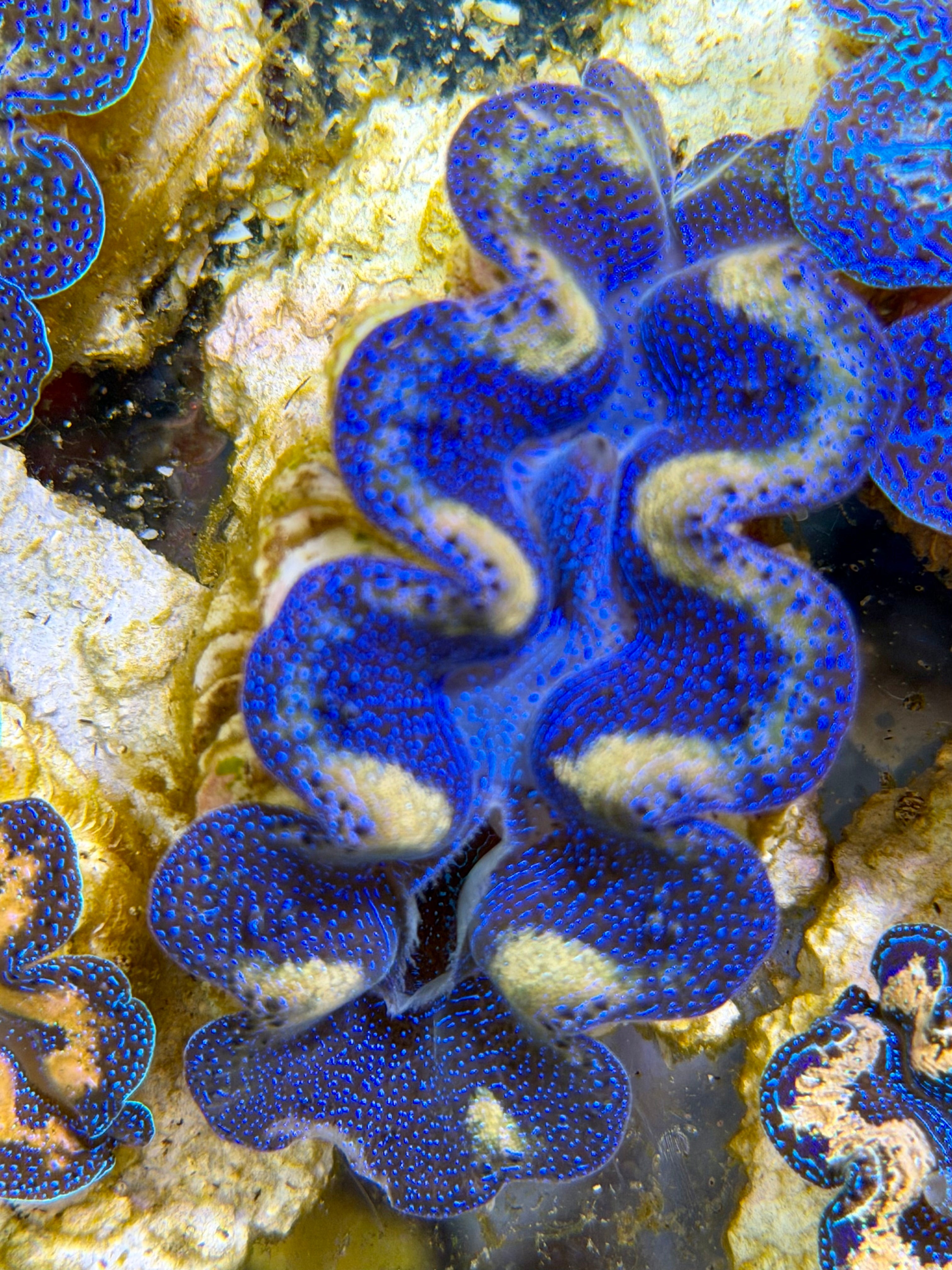 Crocea Clam Captive Bred A – Clam Mania