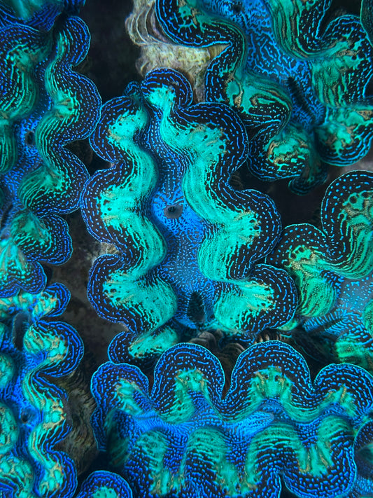 Ultra Neon Crocea Rainbow