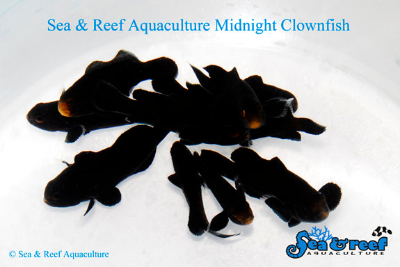 Midnight Clownfish