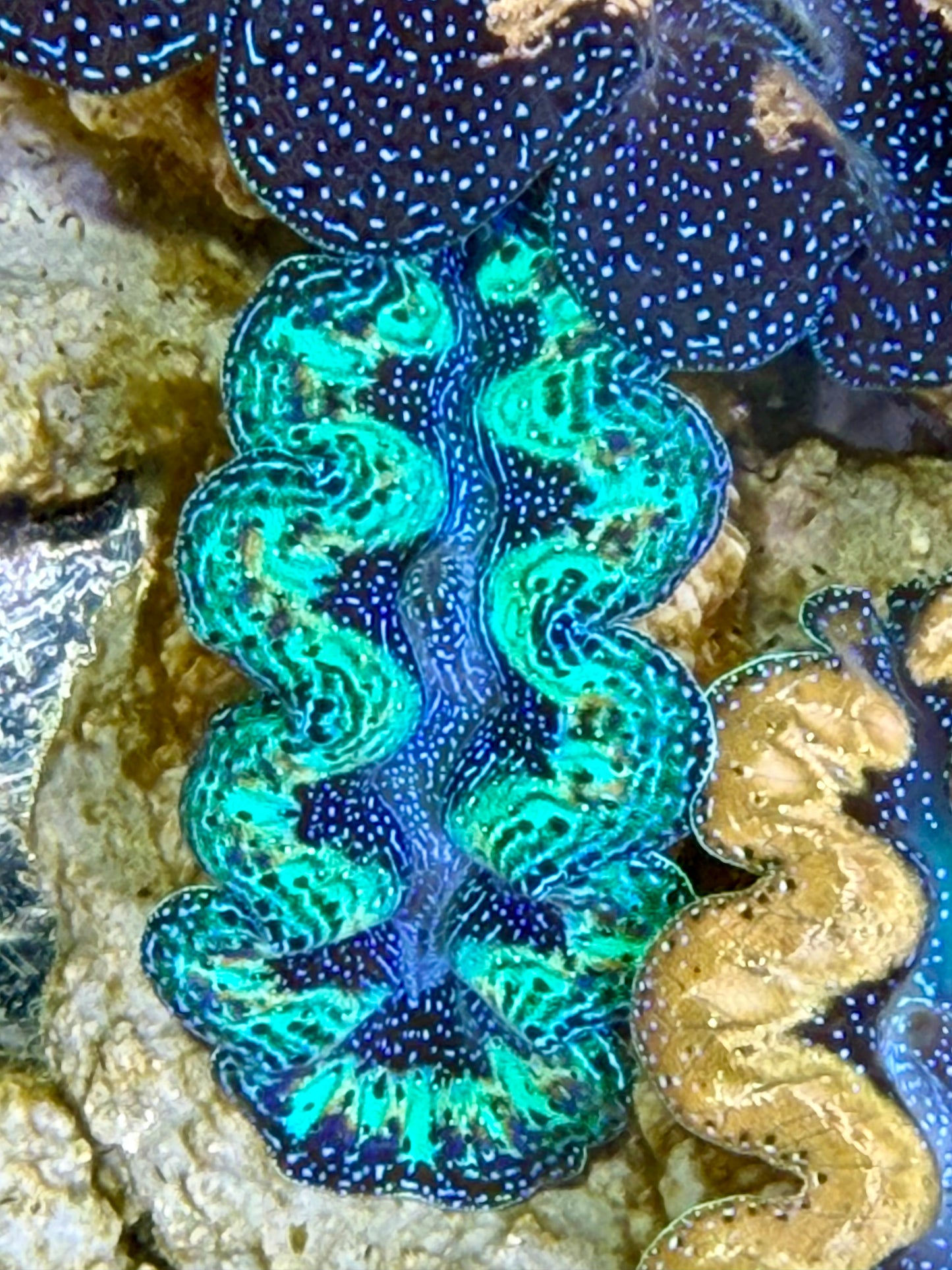 Ultra Rainbow Crocea Clam Captive Bred A