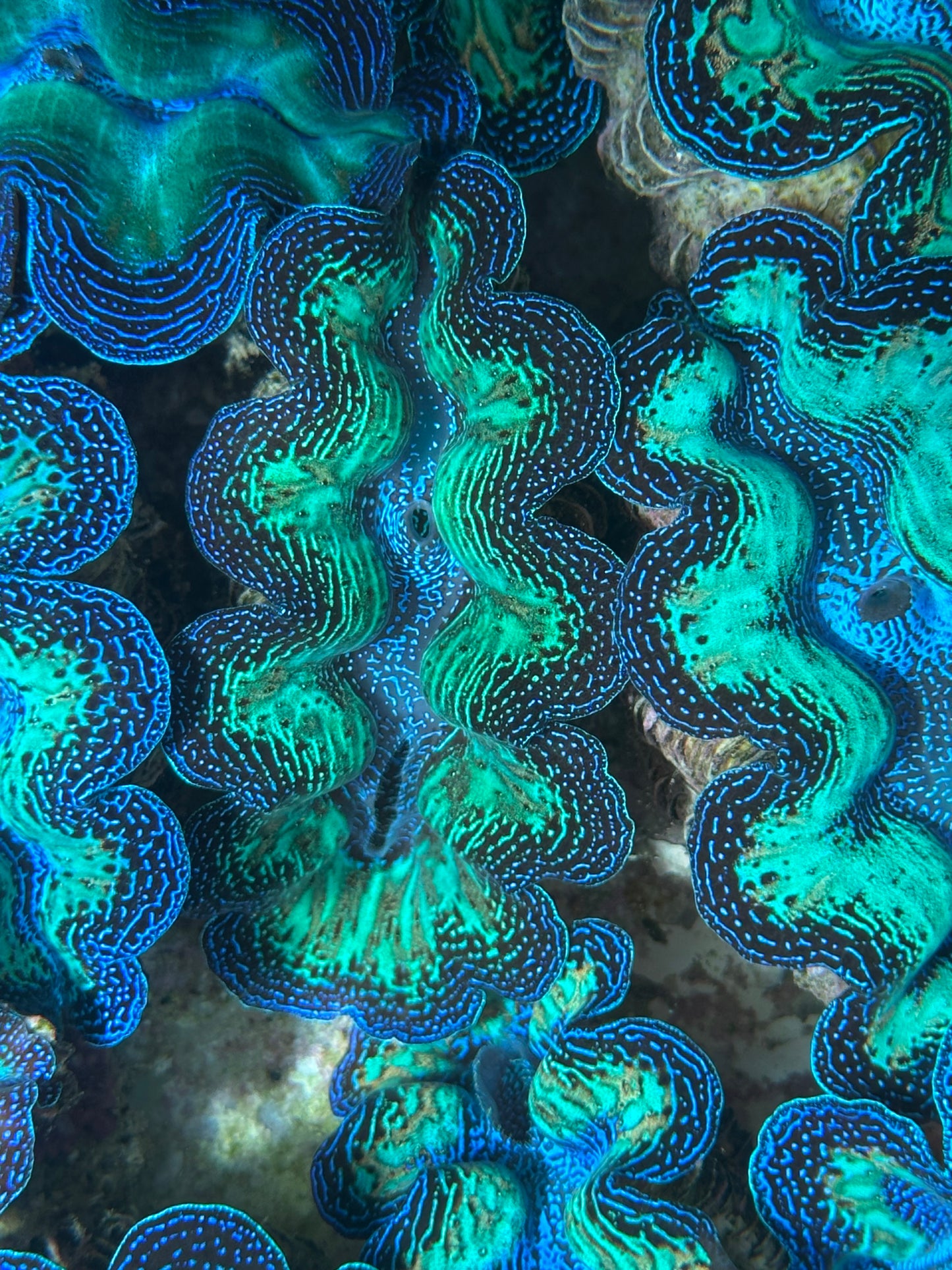 Crocea Rainbow
