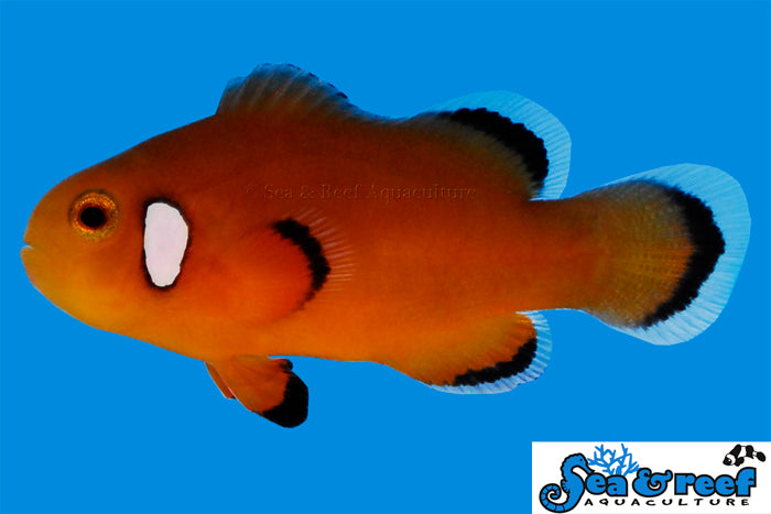 Nearly Naked Clownfish