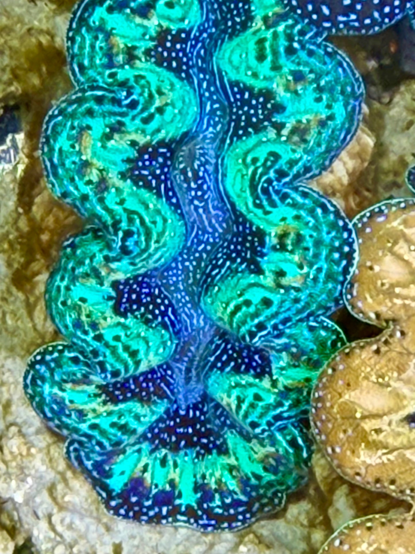 Ultra Rainbow Crocea Clam Captive Bred A