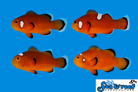 Nearly Naked Clownfish