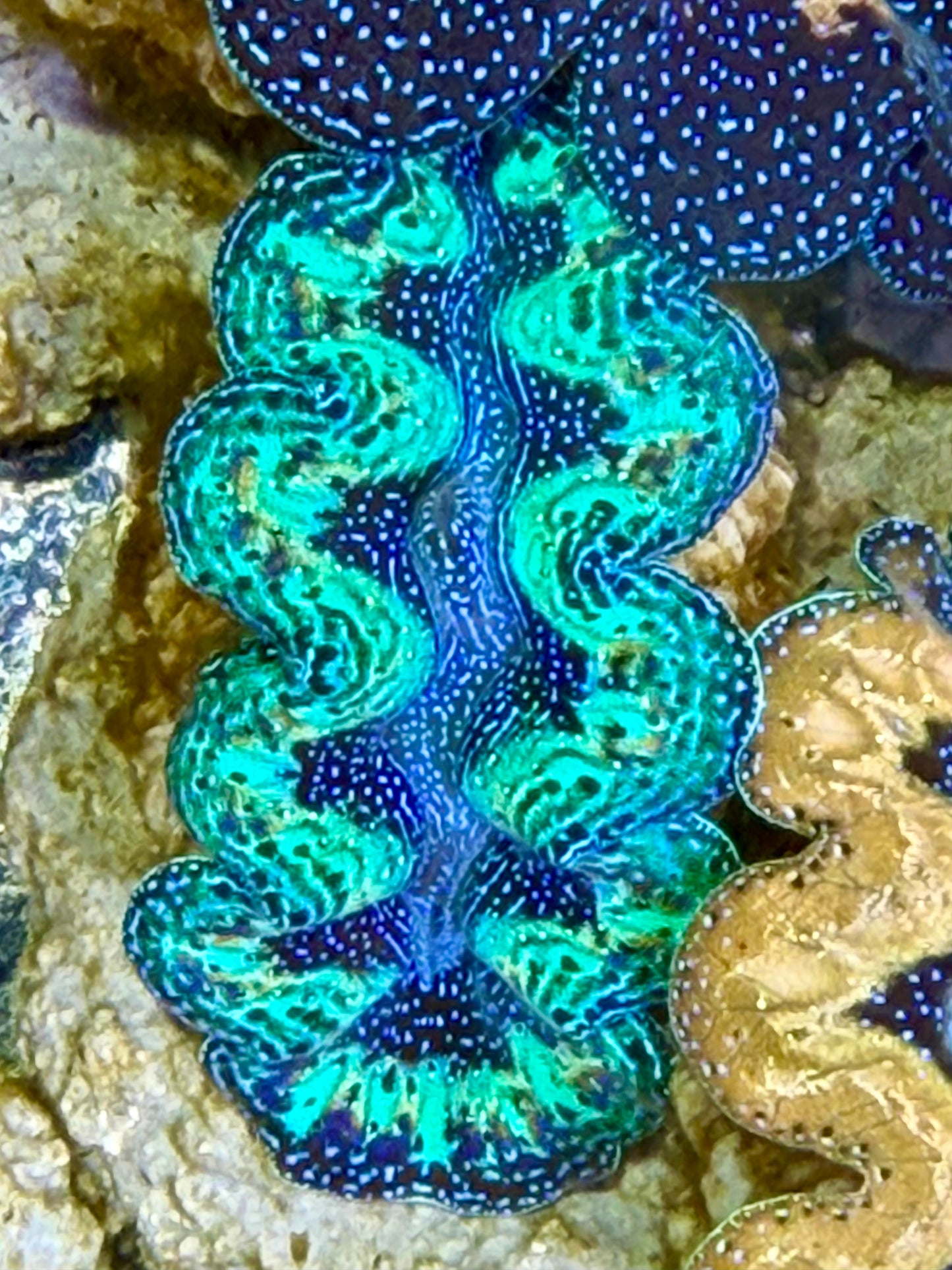 Ultra Rainbow Crocea Clam Captive Bred A