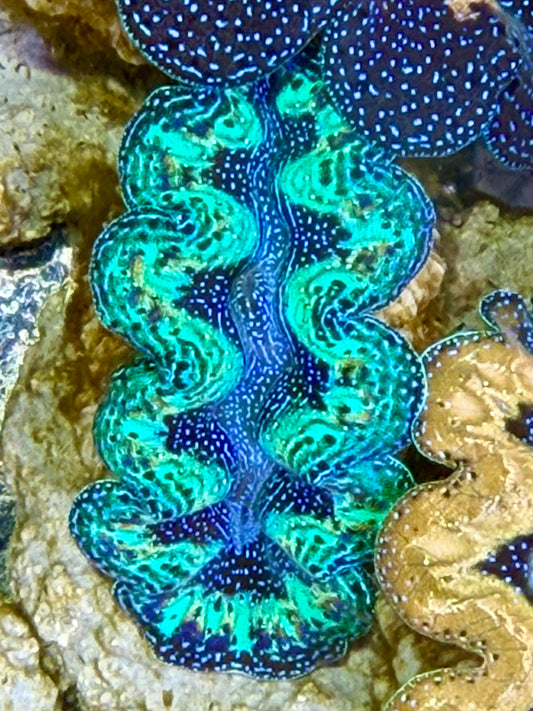 Ultra Rainbow Crocea Clam Captive Bred A