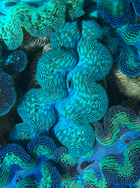 Teardrop Crocea Rainbow