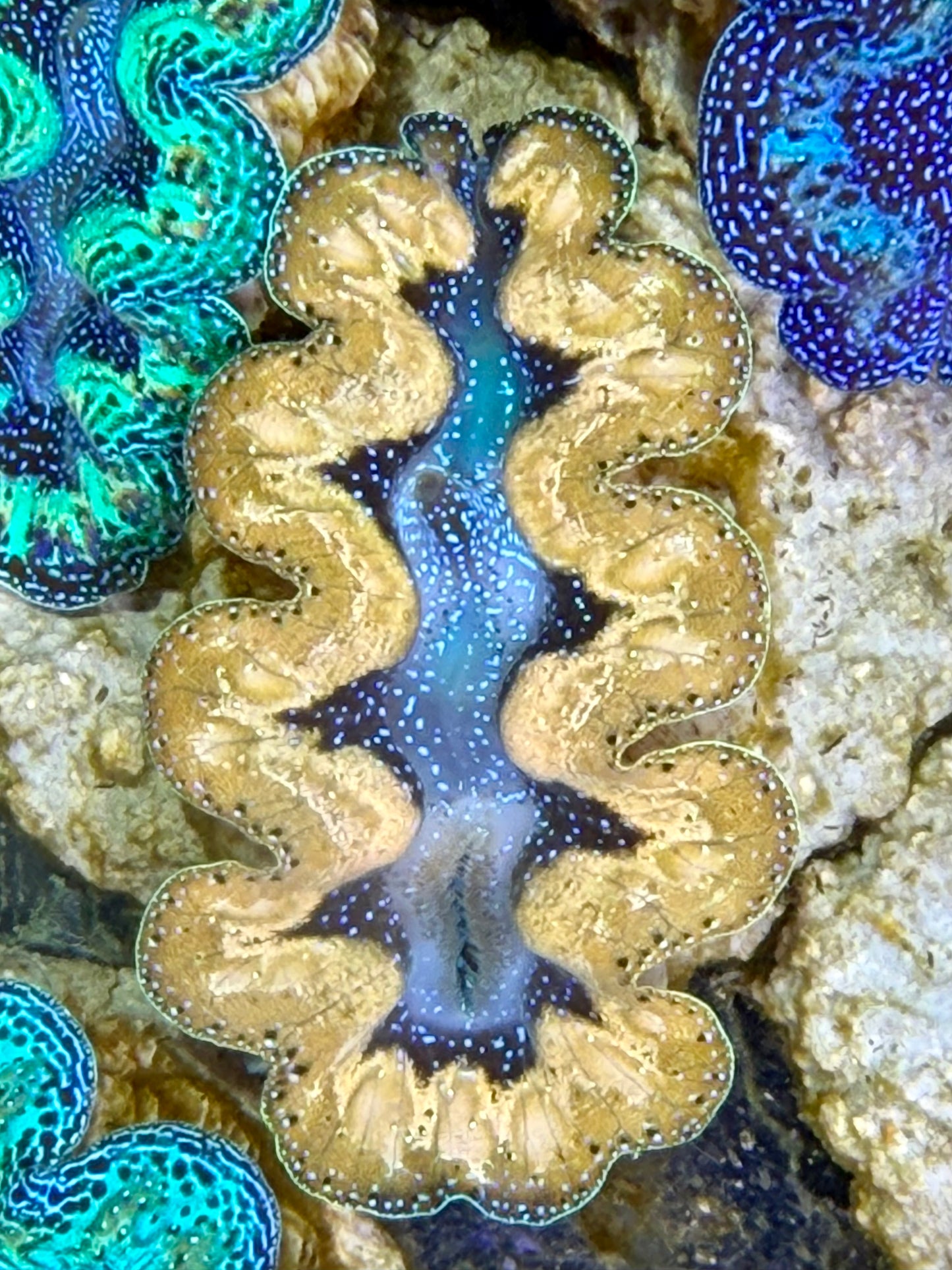 Ultra Yellow Teardrop Crocea Clam Captive Bred A