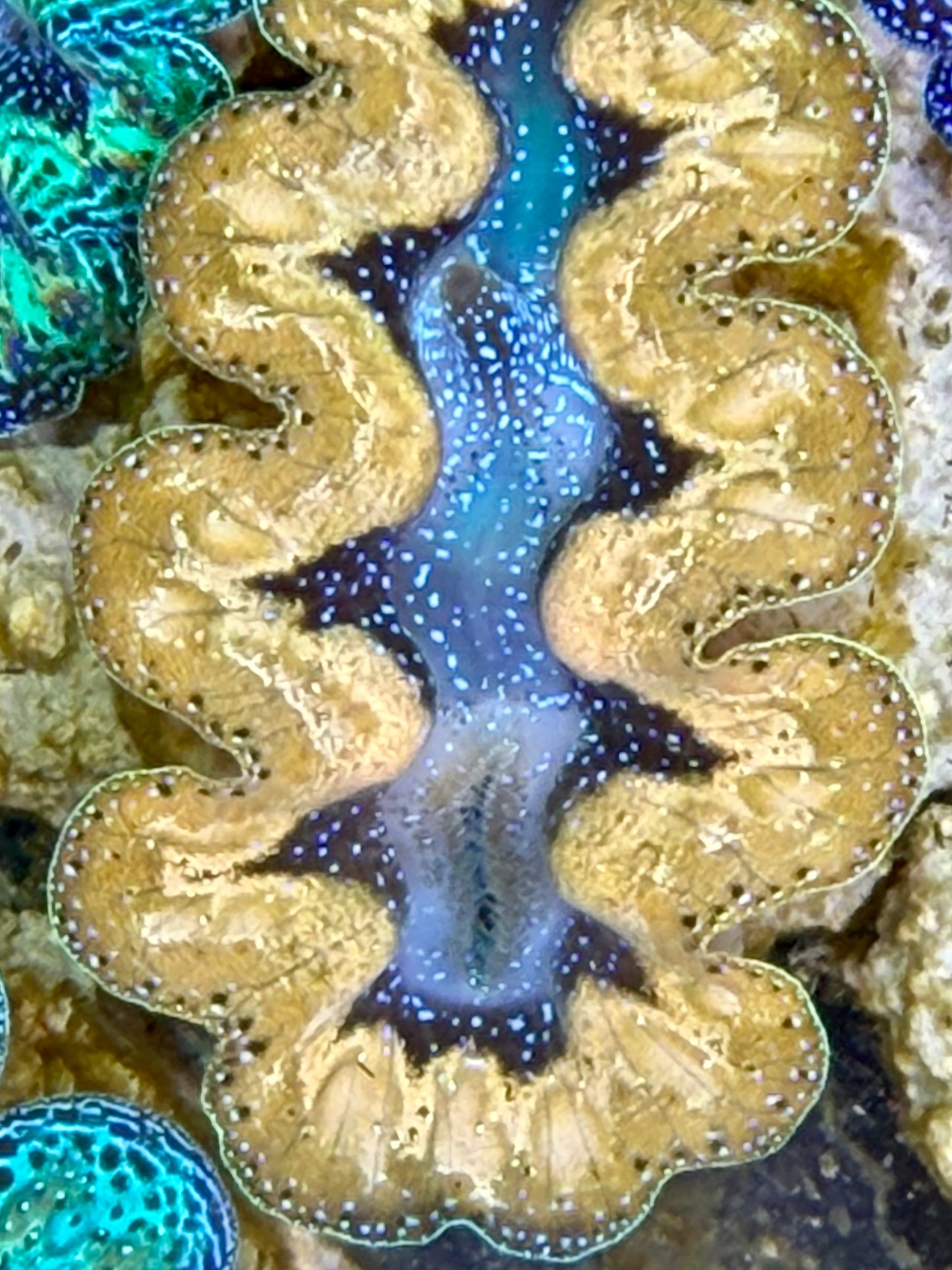 Ultra Yellow Teardrop Crocea Clam Captive Bred A