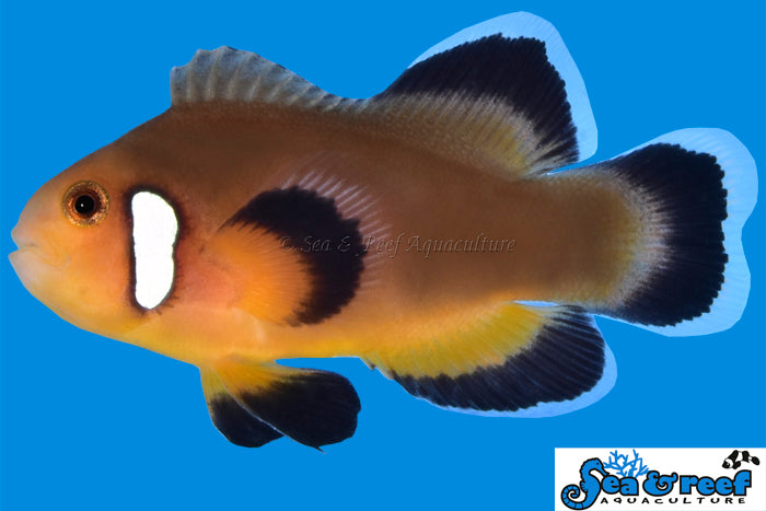 Longfin Mocha Latte Clownfish