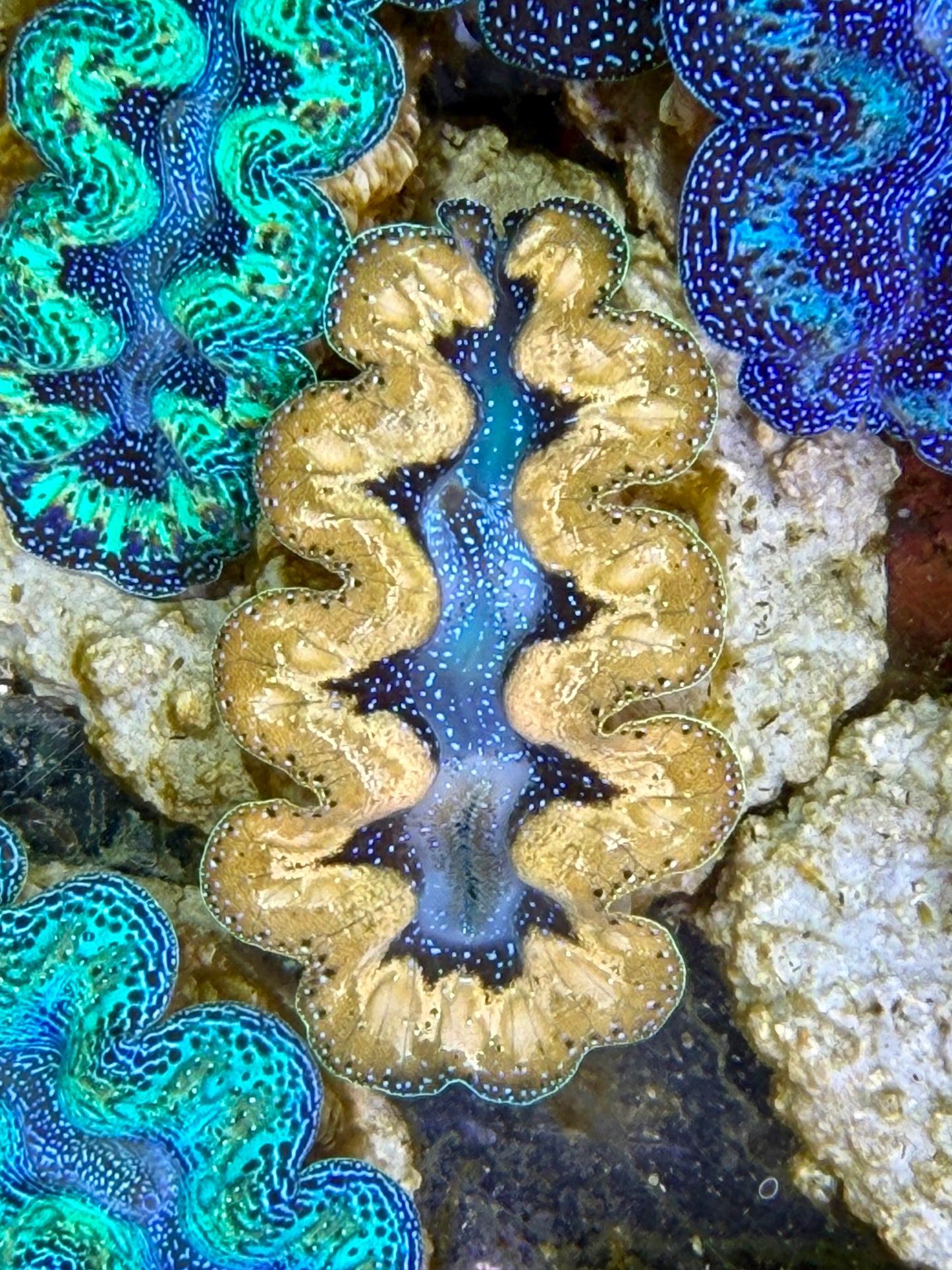 Ultra Yellow Teardrop Crocea Clam Captive Bred A