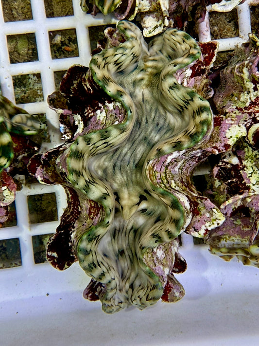 Squamosa B1 #7