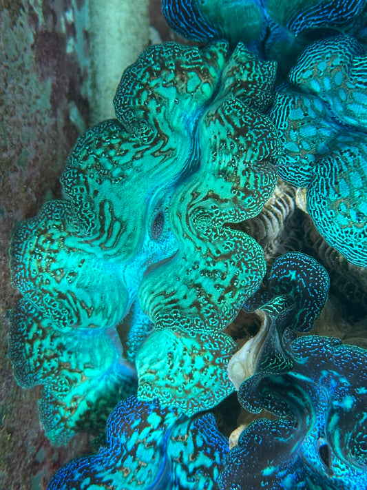 Crocea Rainbow