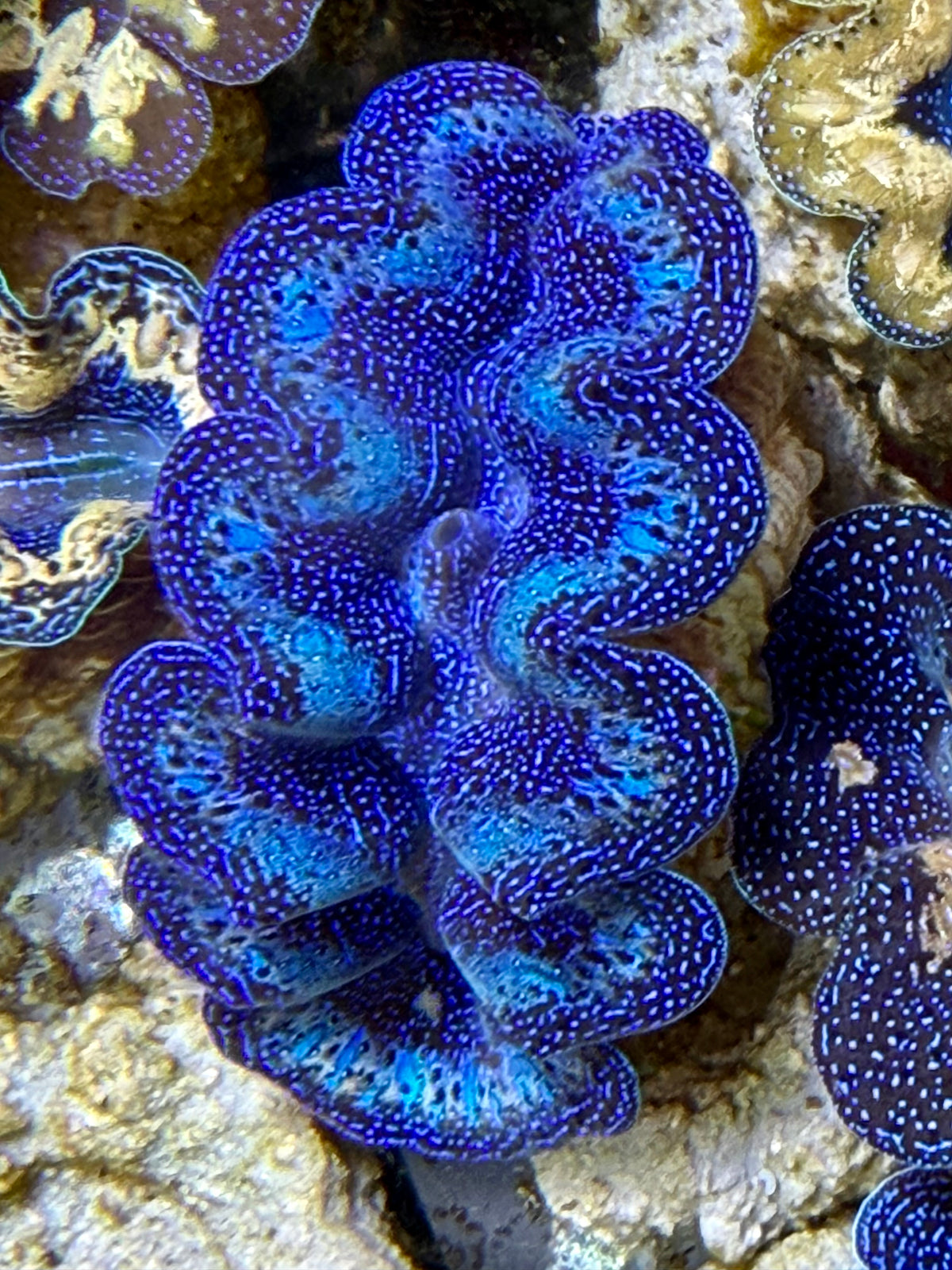 Crocea Ultra Rainbow Crocea Clam Captive Bred A – Clam Mania