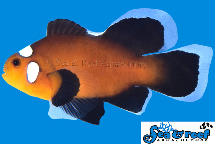 Longfin Domino Clownfish