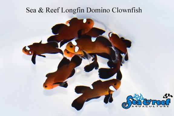 Longfin Domino Clownfish