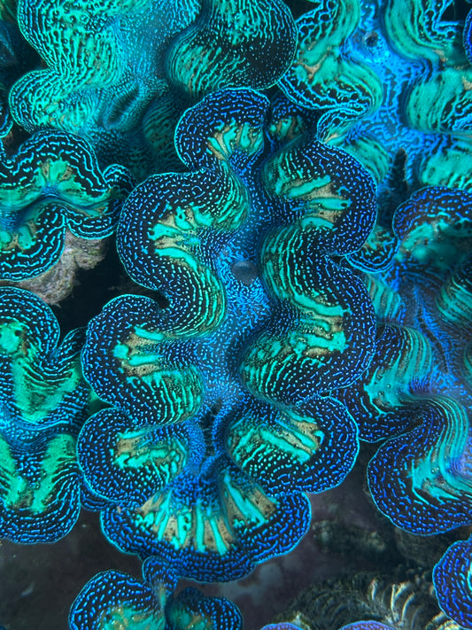 Ultra Neon Crocea Rainbow