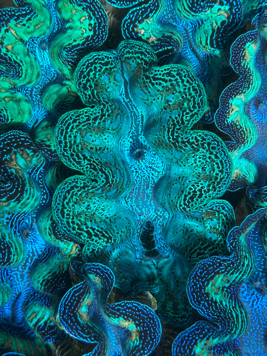 Crocea Rainbow