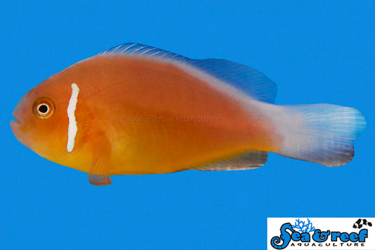 Fiji Pink Skunk Clownfish