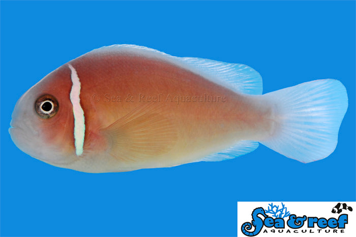 Pink Skunk Clownfish