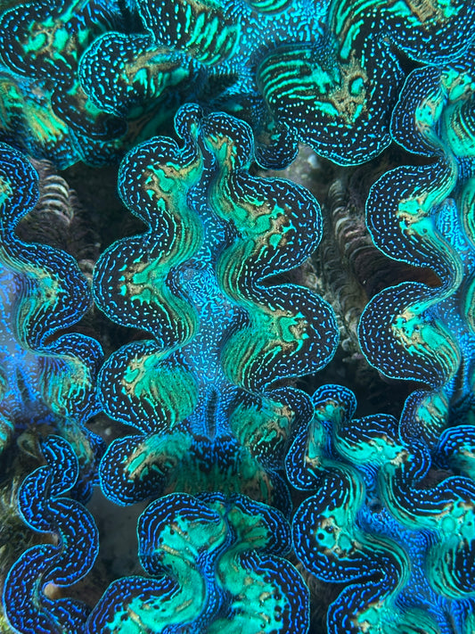 Ultra Crocea Rainbow