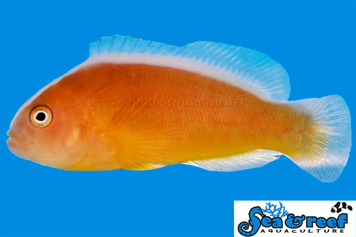 Orange Skunk Clownfish