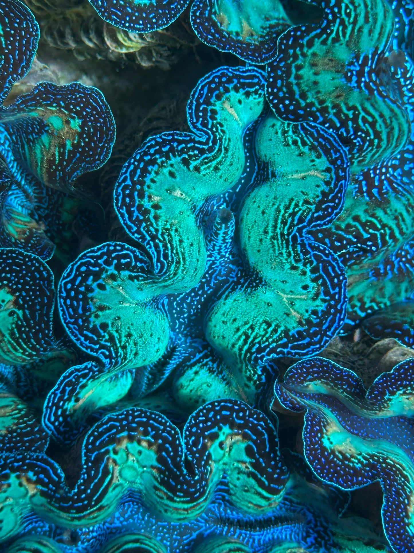 Ultra Neon Crocea Rainbow