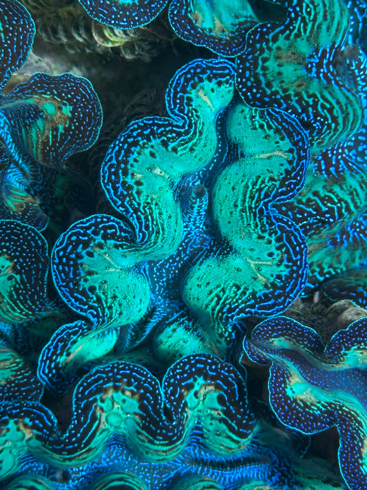 Ultra Neon Crocea Rainbow