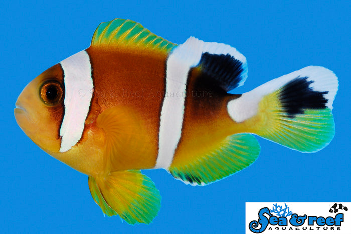 Red Sea Clownfish