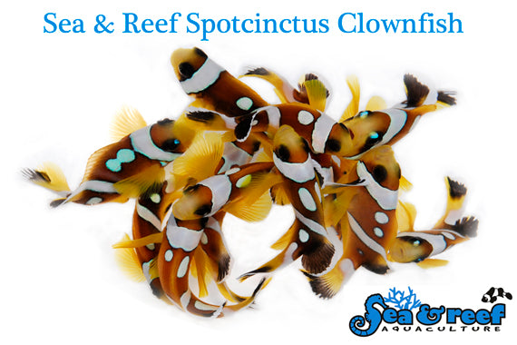 Spotcinctus Clownfish