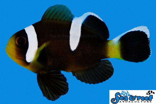 Barrier Reef Clownfish