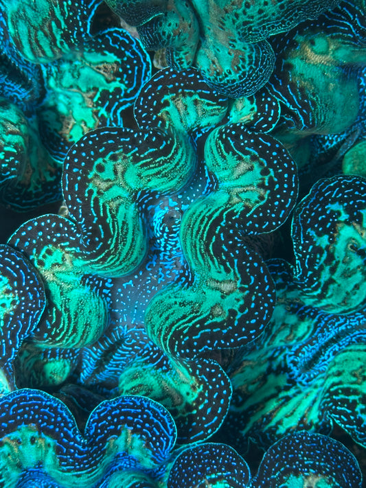 Ultra Super Neon Crocea Rainbow