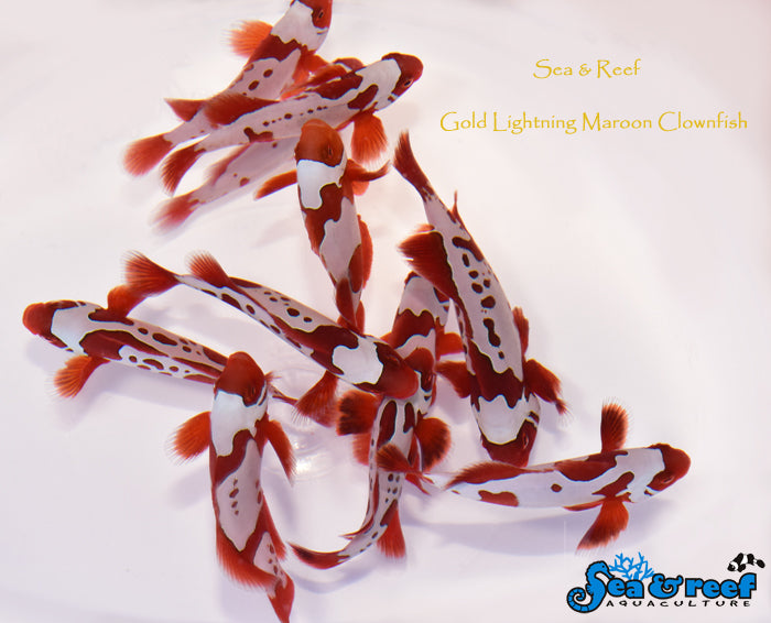 Gold Lightning Maroon Clownfish