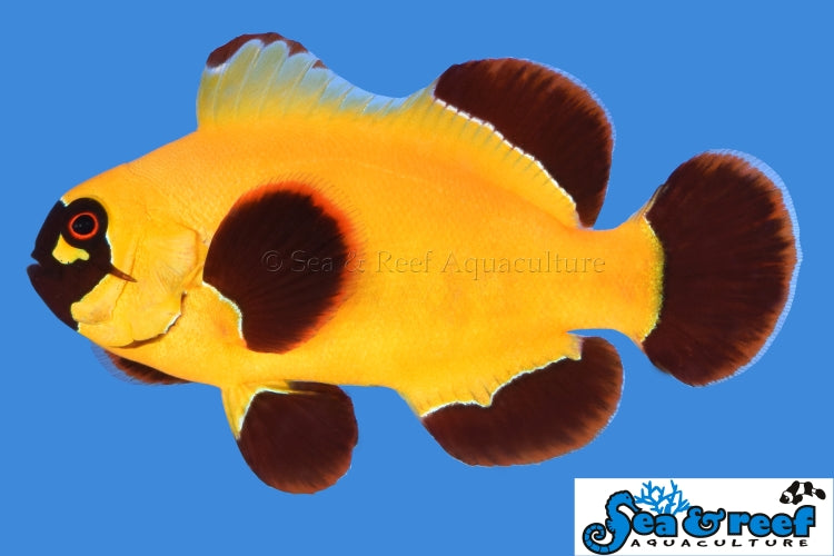 Gold Nugget Maroon Clownfish