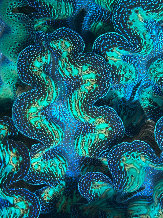 Ultra Super Neon Crocea Rainbow