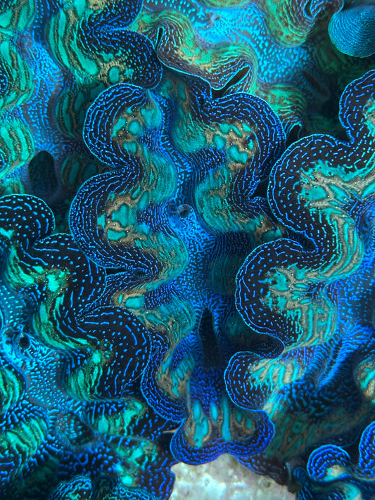 Ultra Crocea Rainbow