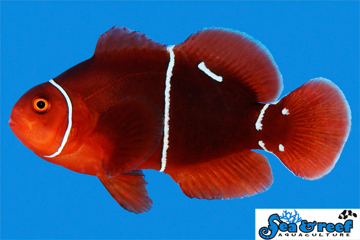 Morse Code Maroon Clownfish