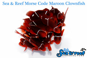 Morse Code Maroon Clownfish