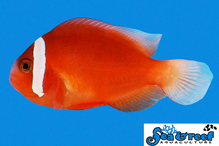 Barberi Clownfish