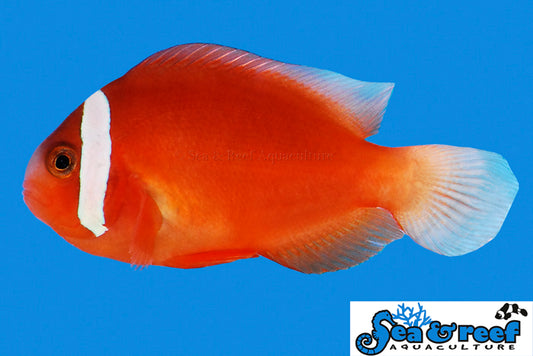 Barberi Clownfish