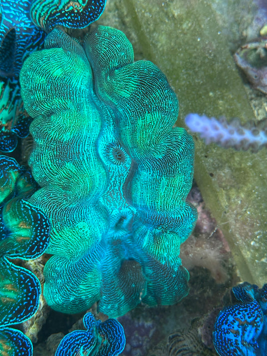 Ultra Neon Crocea Rainbow