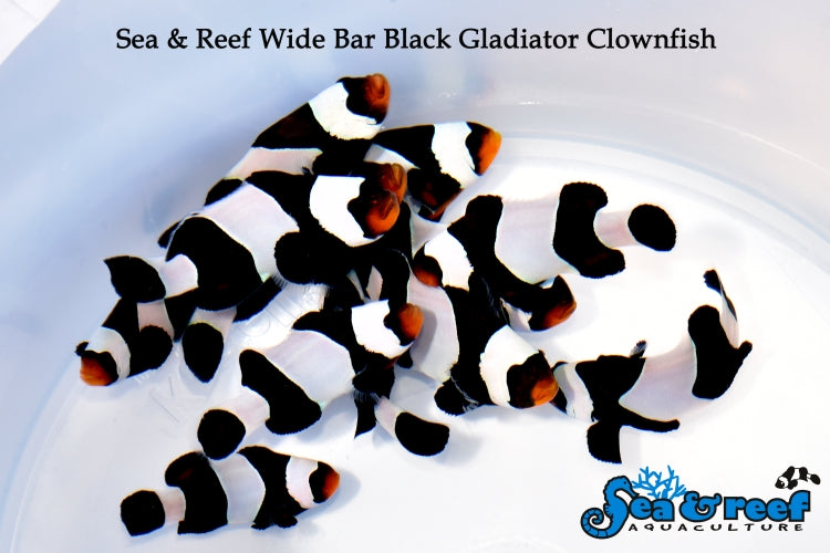 Wide Bar Black Gladiator Ocellaris