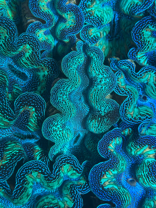 Crocea Rainbow