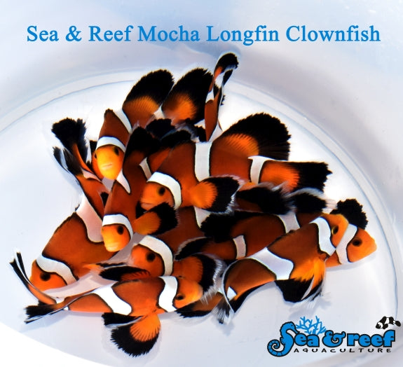 Longfin Mocha Clownfish