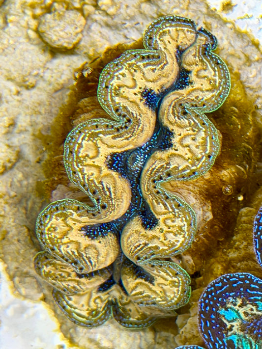 Ultra Yellow Gold Teardrop Crocea Clam Captive Bred B