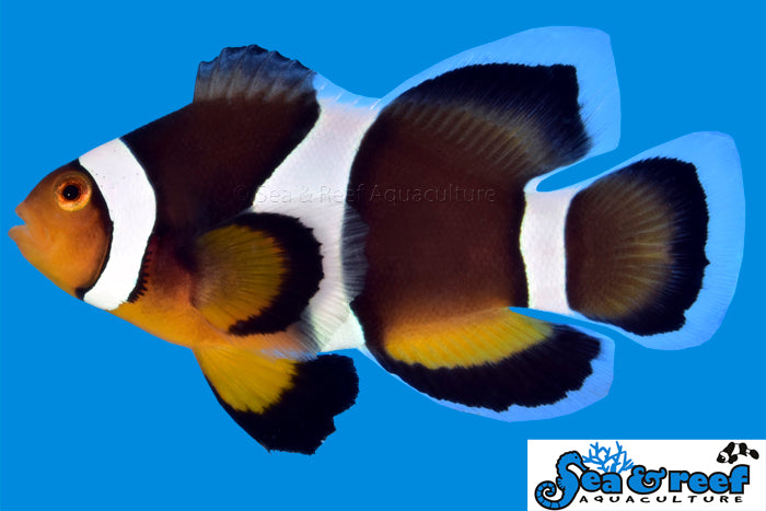 Longfin Black Photon Clownfish