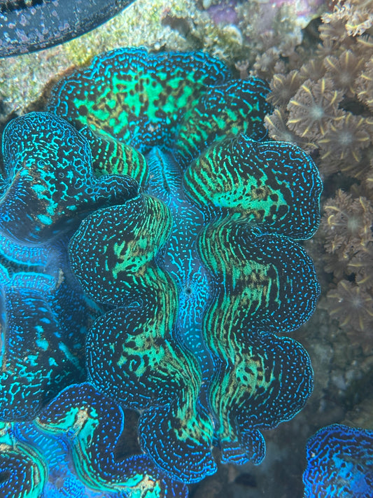 Super Neon Crocea Rainbow