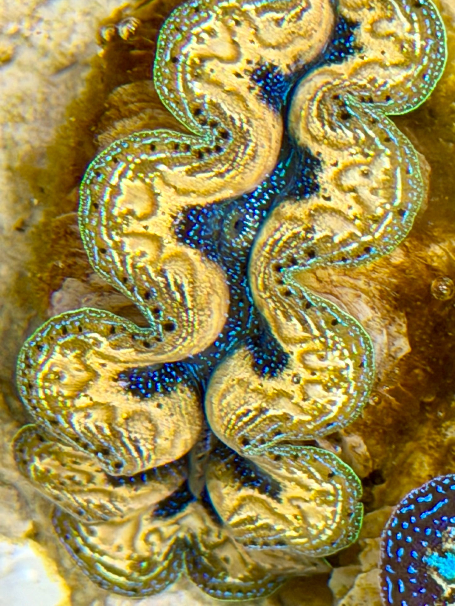 Ultra Yellow Gold Teardrop Crocea Clam Captive Bred B