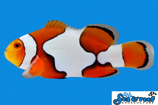 Picasso Clownfish Misbar